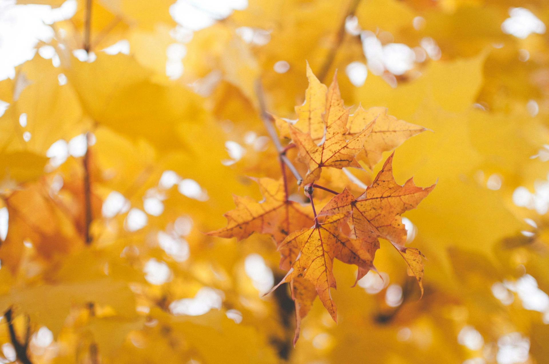 Close up of a yellow leaf